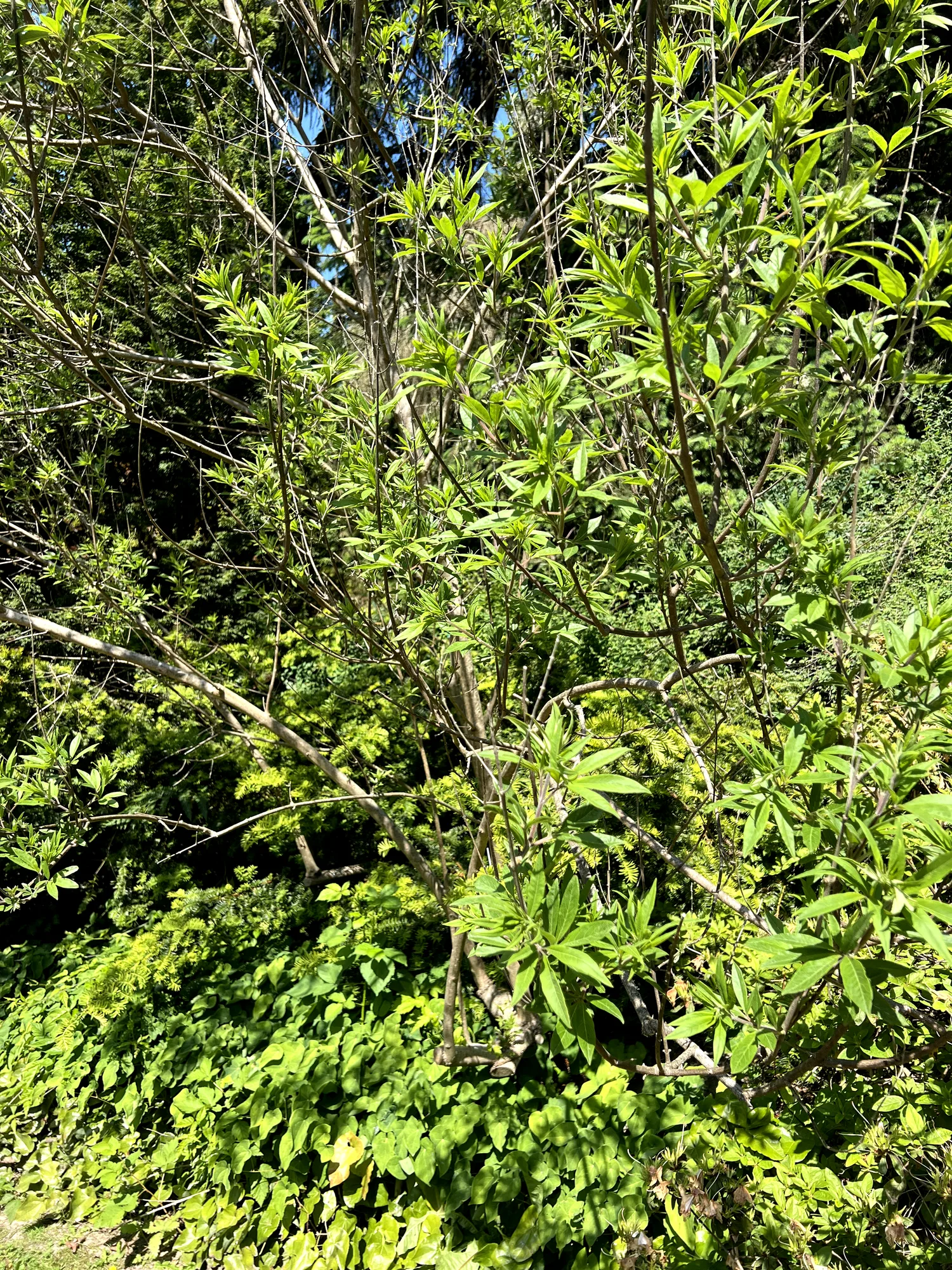 Vitex agnus-castus, chaste tree — upright deciduous (Lamiaceae) (image 3 of 14)