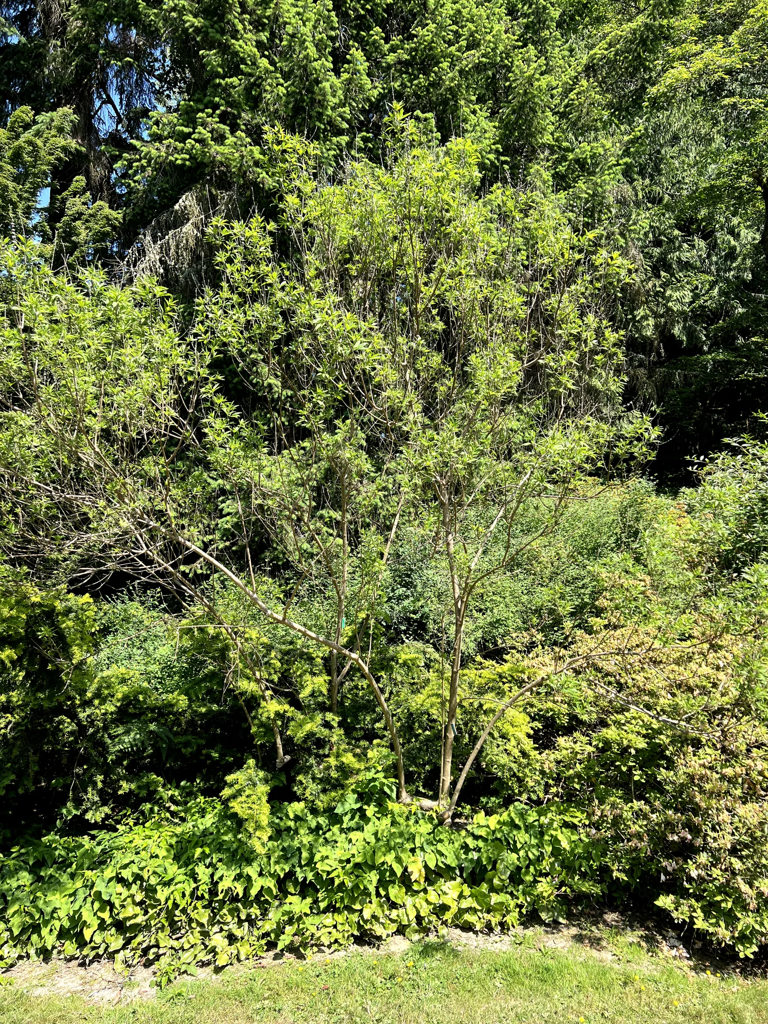 Vitex agnus-castus, chaste tree — upright deciduous (Lamiaceae) (image 4 of 14)