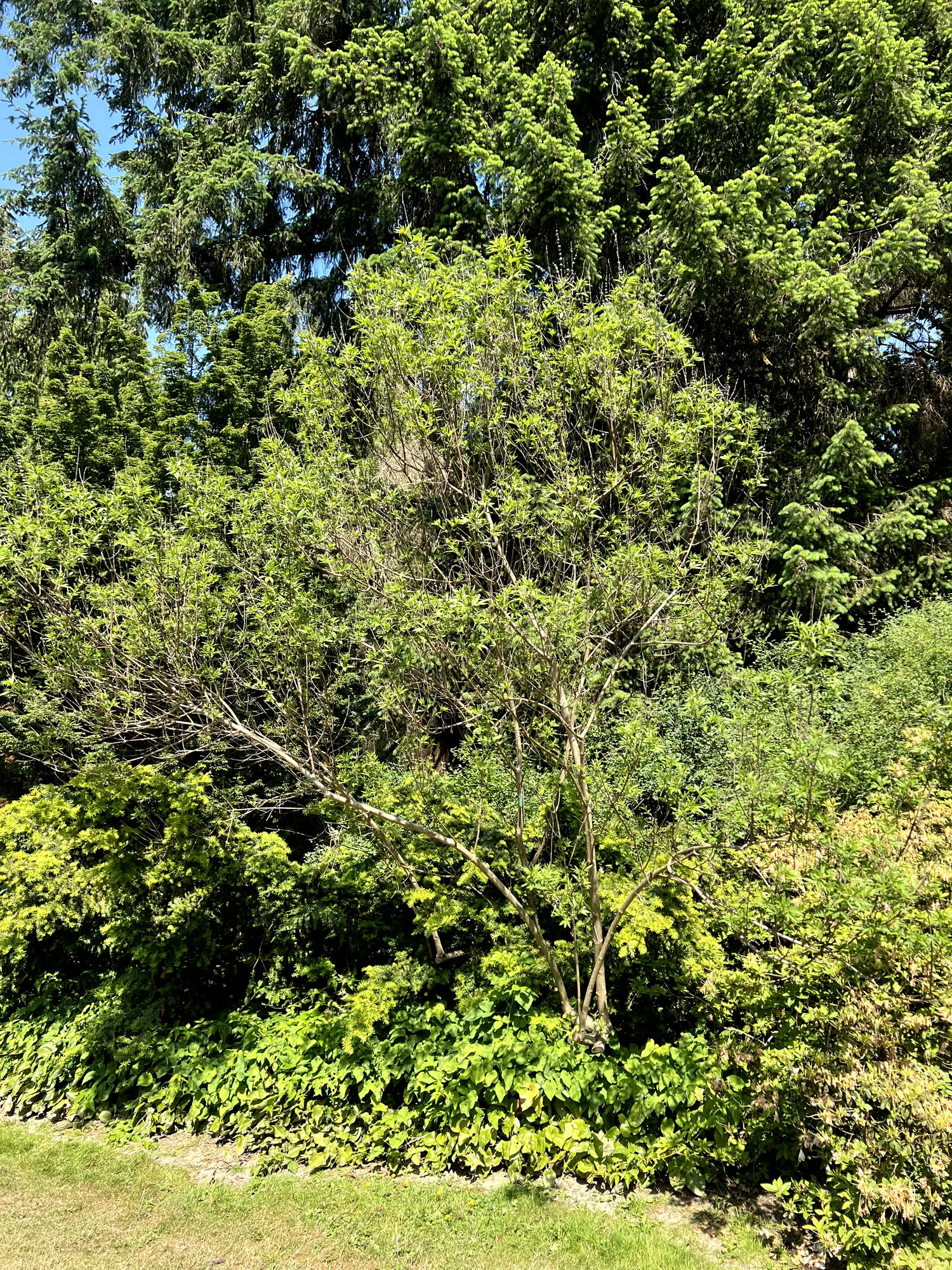Vitex agnus-castus, chaste tree — upright deciduous (Lamiaceae) (image 5 of 14)