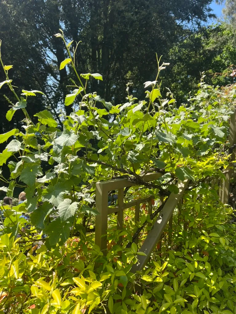 Vitis vinifera, grape