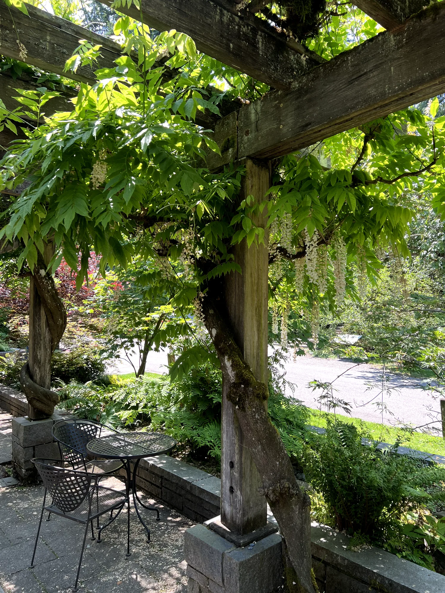 Wisteria sinensis, Chinese wisteria — climbing deciduous (Fabaceae) (image 1 of 16)