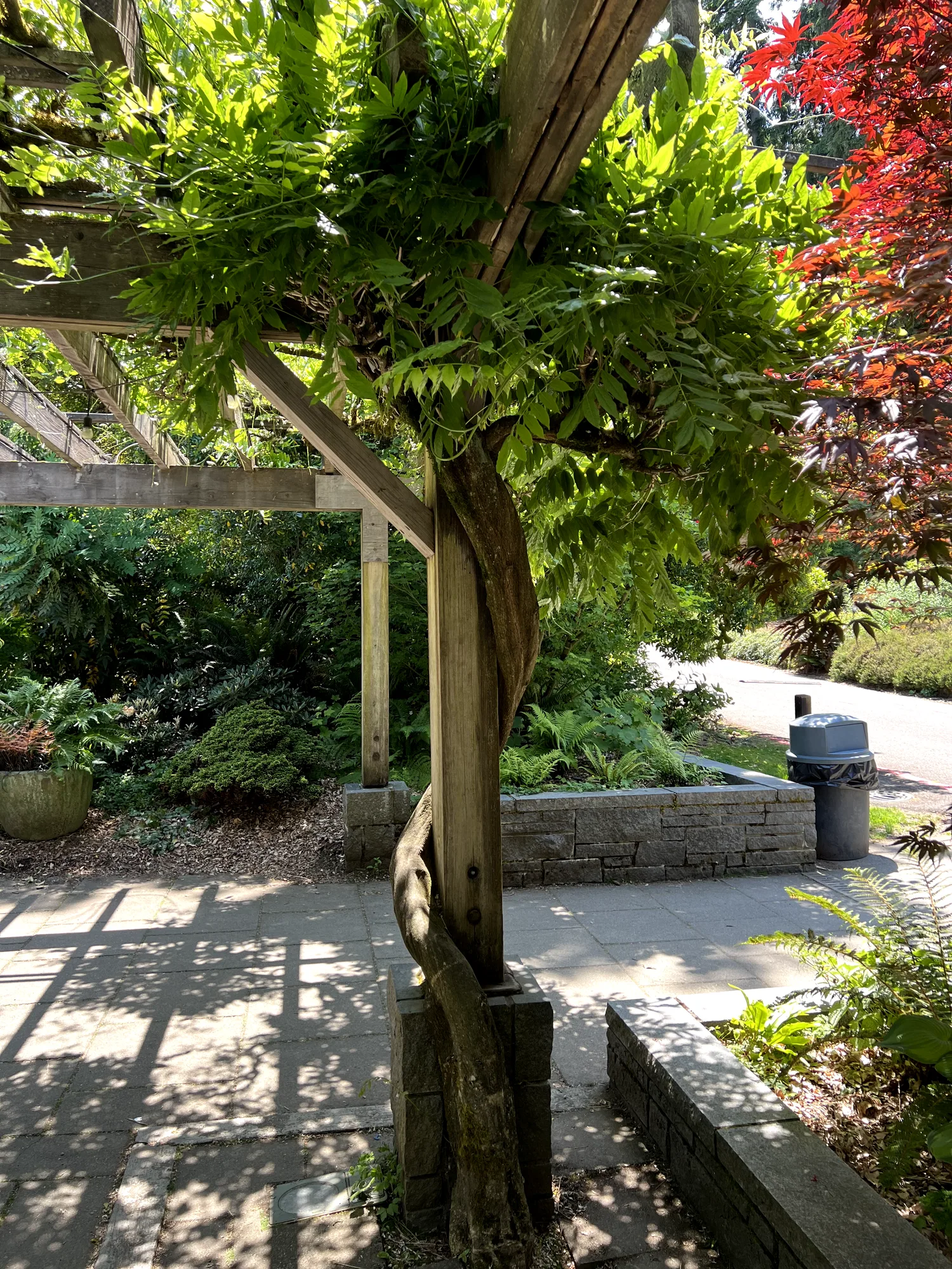 Wisteria sinensis, Chinese wisteria — climbing deciduous (Fabaceae) (image 2 of 16)