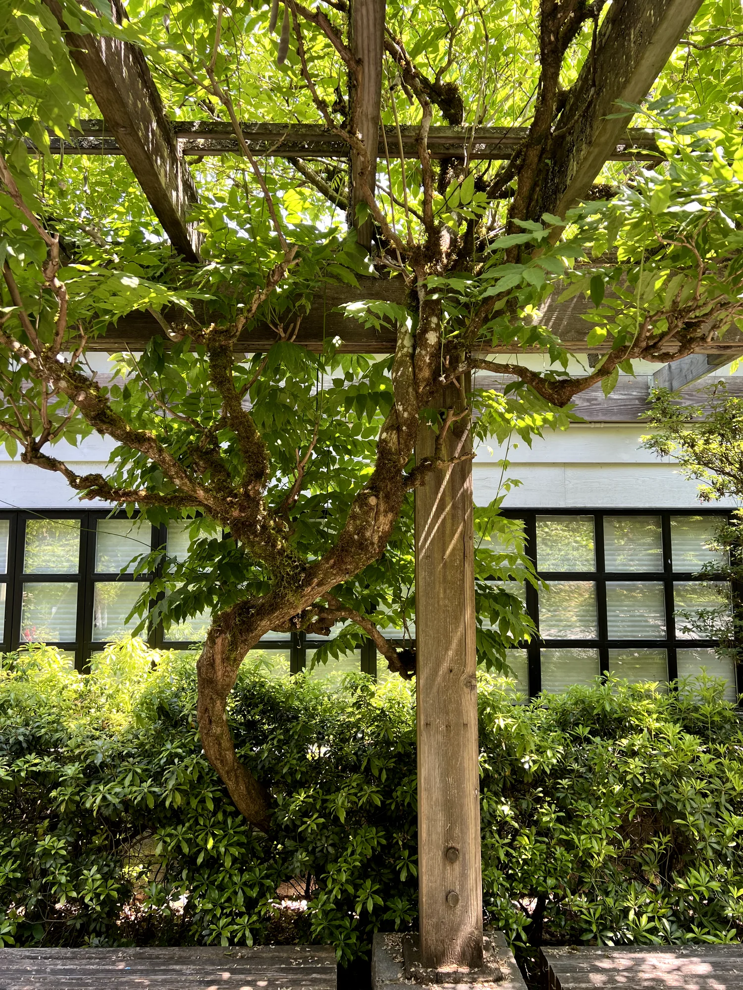 Wisteria sinensis, Chinese wisteria — climbing deciduous (Fabaceae) (image 3 of 16)