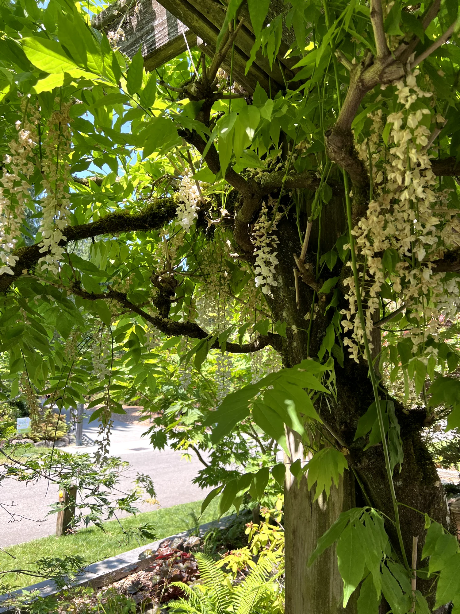 Wisteria sinensis, Chinese wisteria — climbing deciduous (Fabaceae) (image 5 of 16)