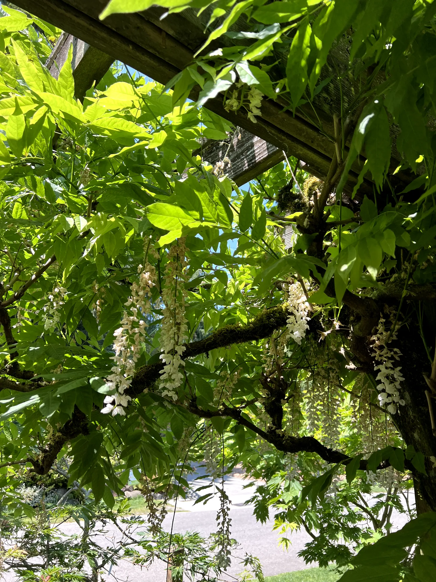 Wisteria sinensis, Chinese wisteria — climbing deciduous (Fabaceae) (image 6 of 16)