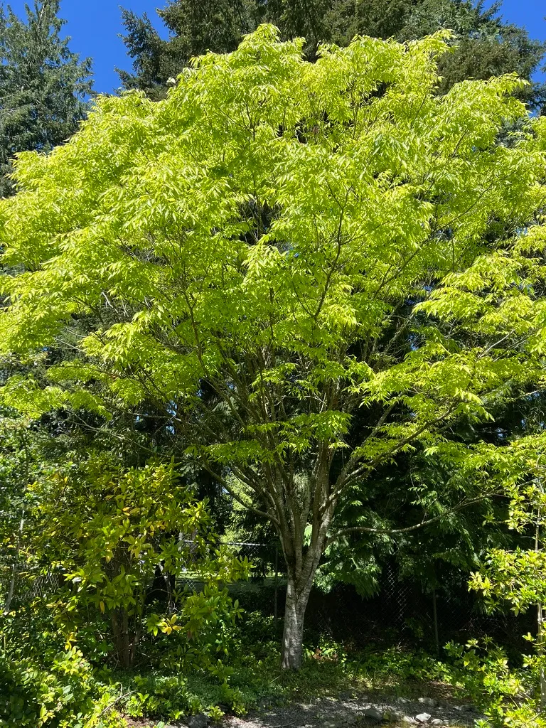 Zelkova serrata, sawleaf zelkova