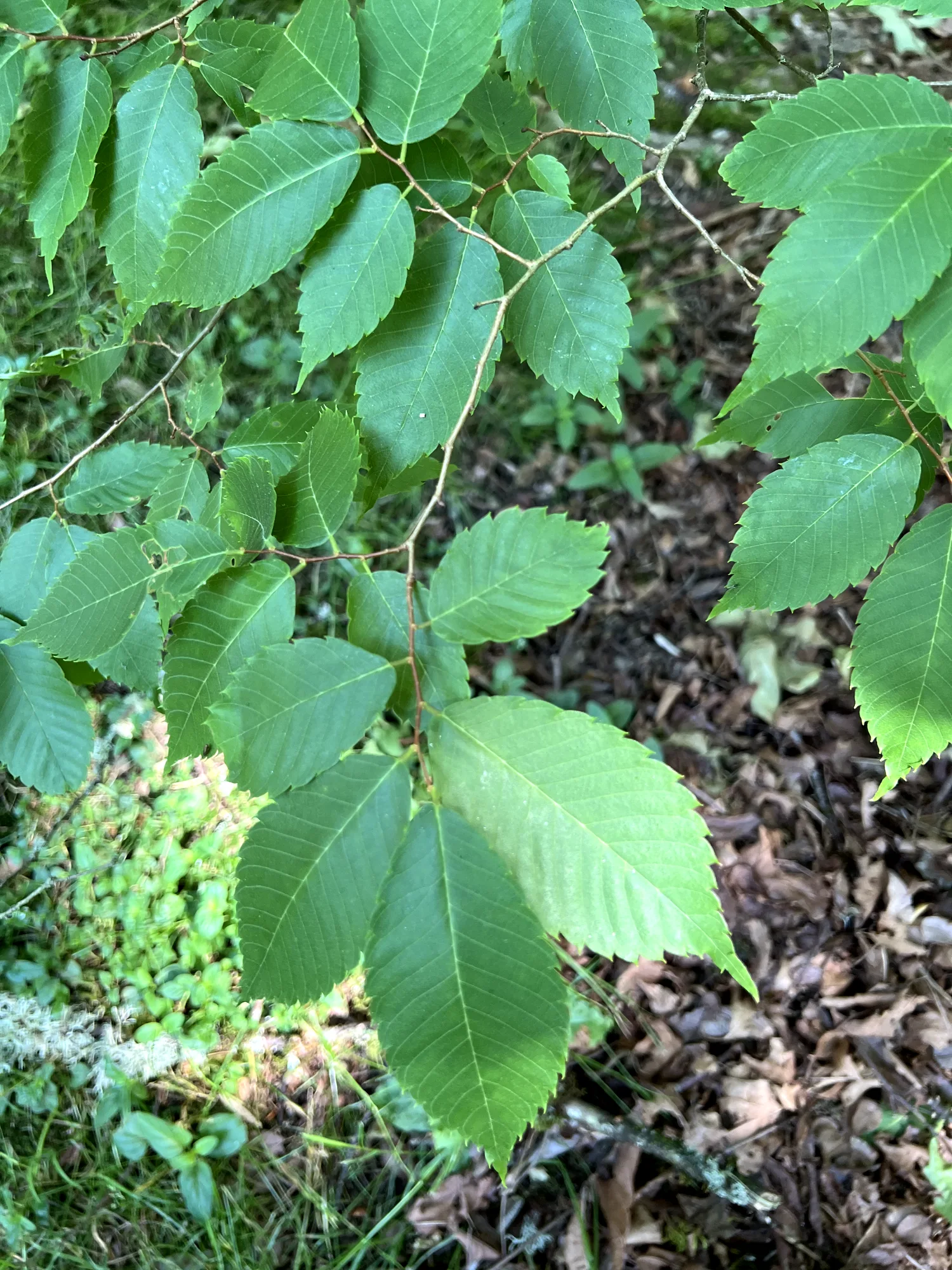 Zelkova serrata, sawleaf zelkova — upright deciduous (Ulmaceae) (image 6 of 22)