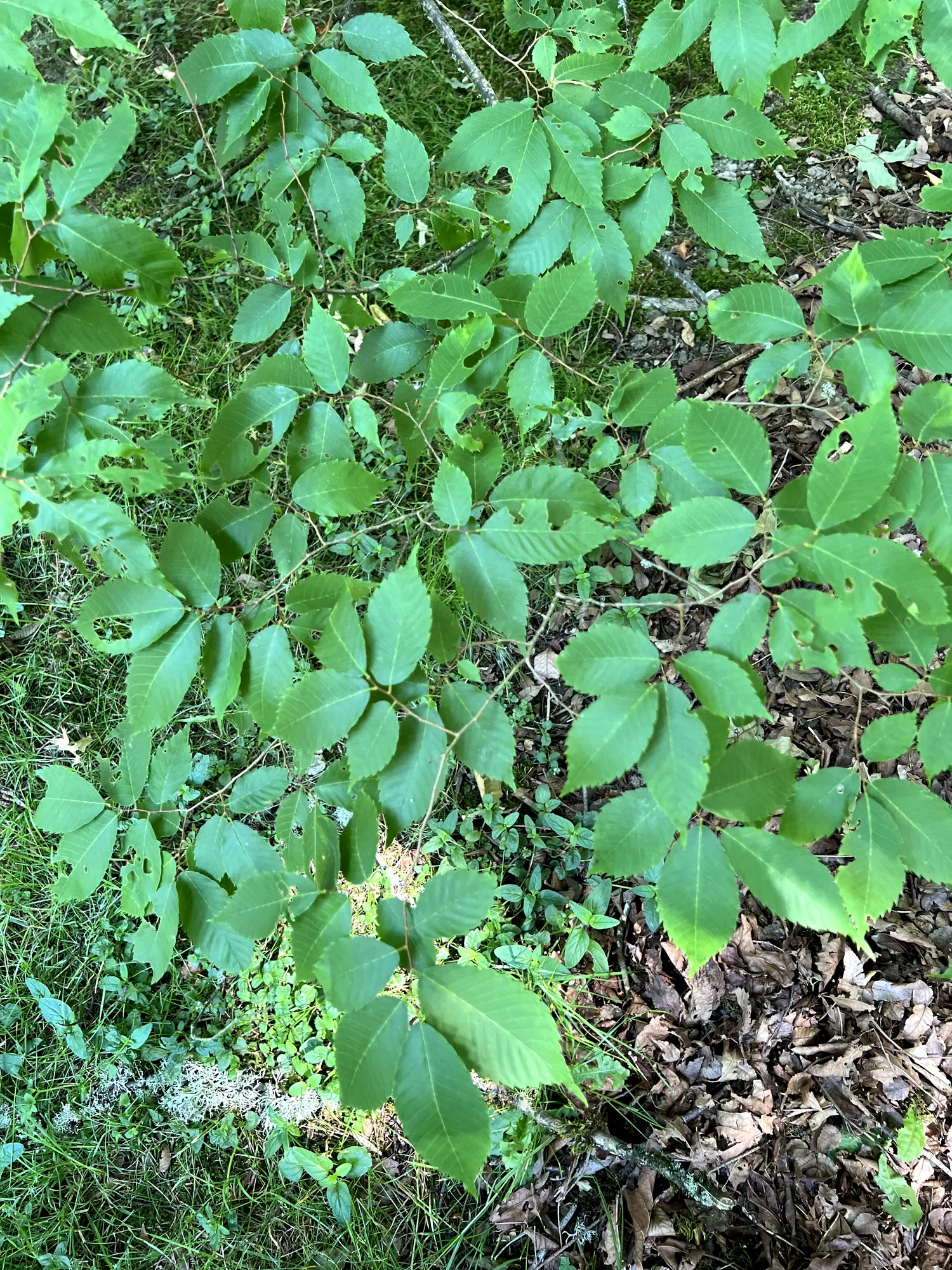 Zelkova serrata, sawleaf zelkova — upright deciduous (Ulmaceae) (image 9 of 22)