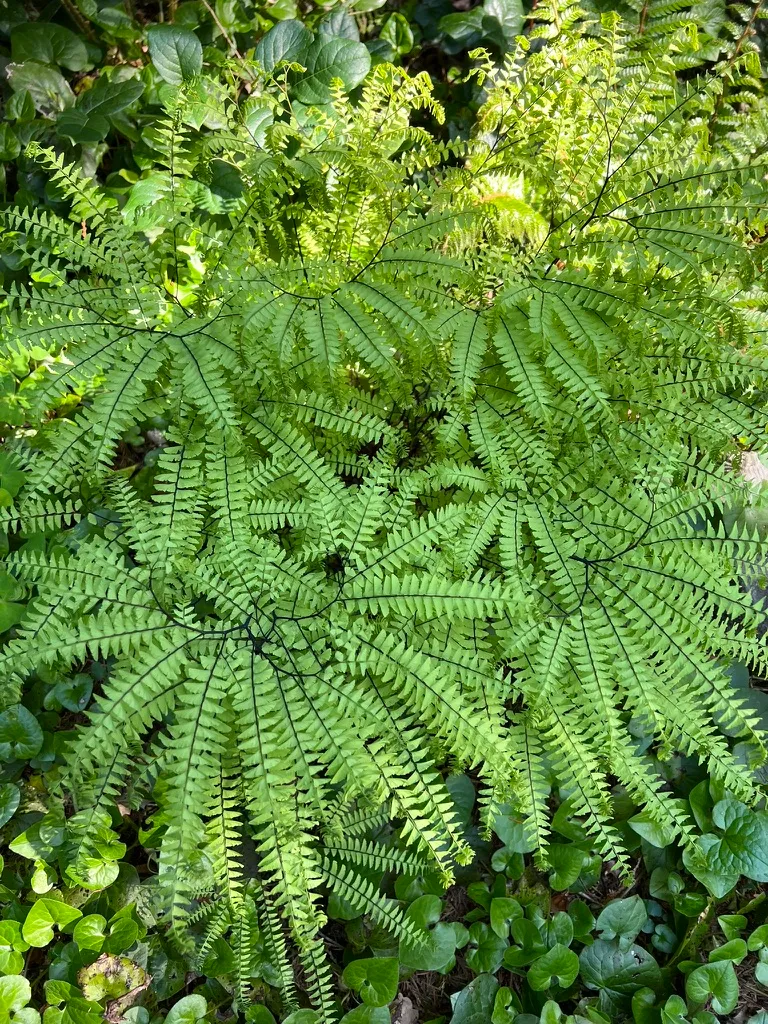 Adiantum aleuticum, western maidenhair fern