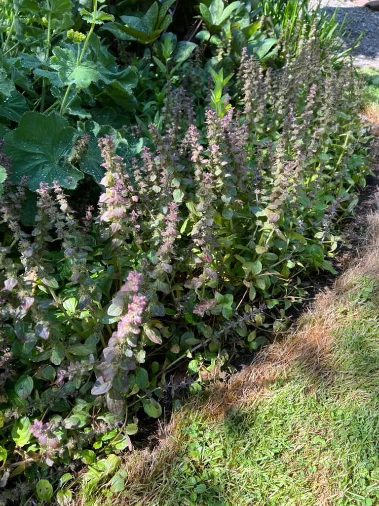 Ajuga reptans, creeping bugleweed