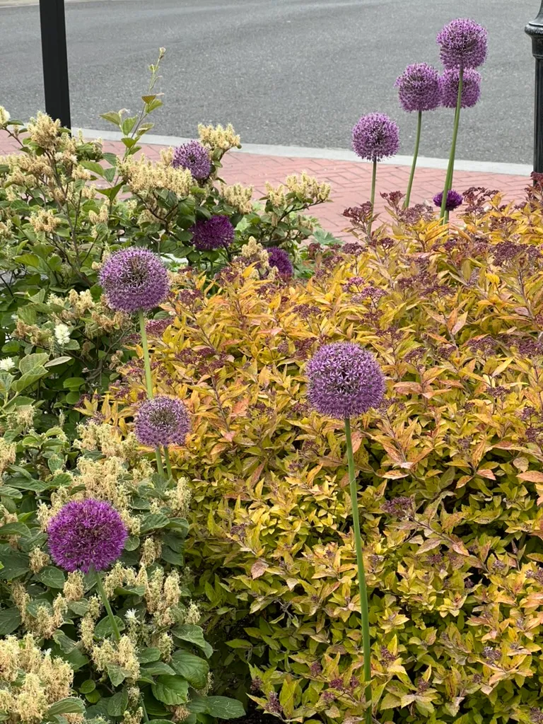 Allium 'Globemaster', globemaster onion