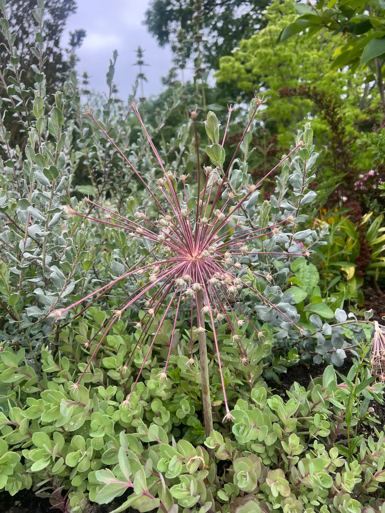 Allium schubertii, satellite onion — upright deciduous (Amaryllidaceae) (image 3 of 21)