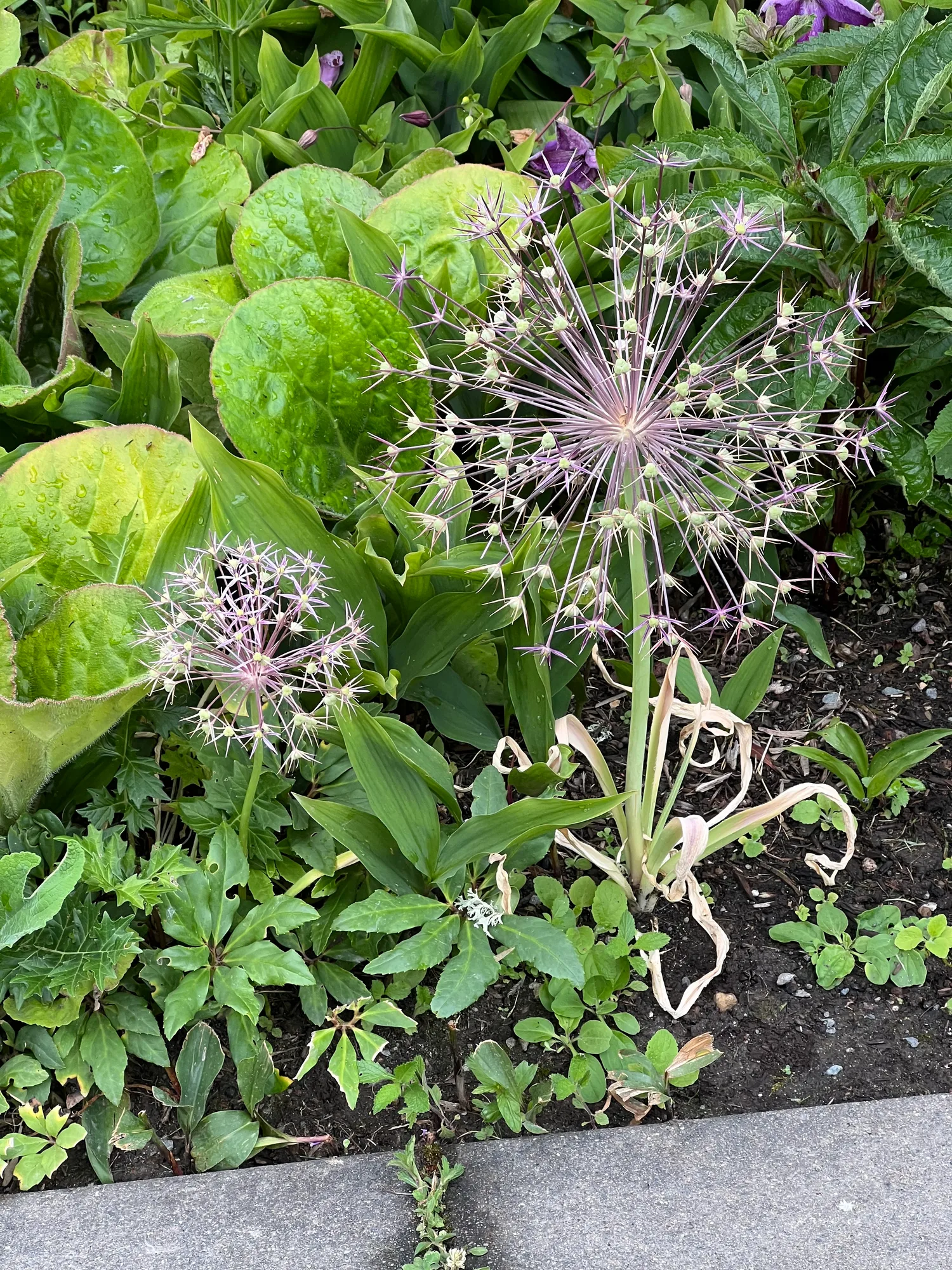 Allium schubertii, satellite onion — upright deciduous (Amaryllidaceae) (image 8 of 21)