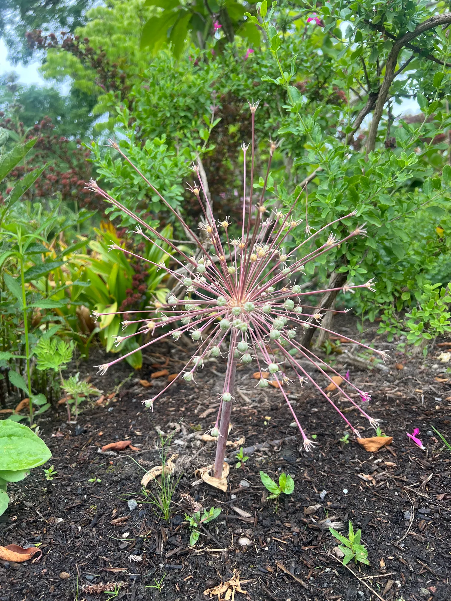 Allium schubertii, satellite onion — upright deciduous (Amaryllidaceae) (image 9 of 21)