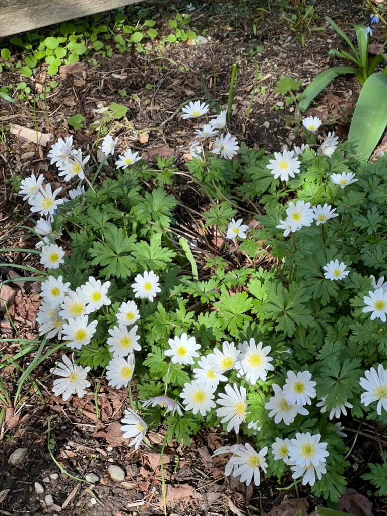 Anemone blanda, windflower