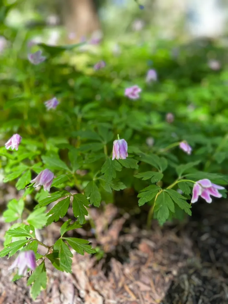 Anemone nemorosa, wood anemone