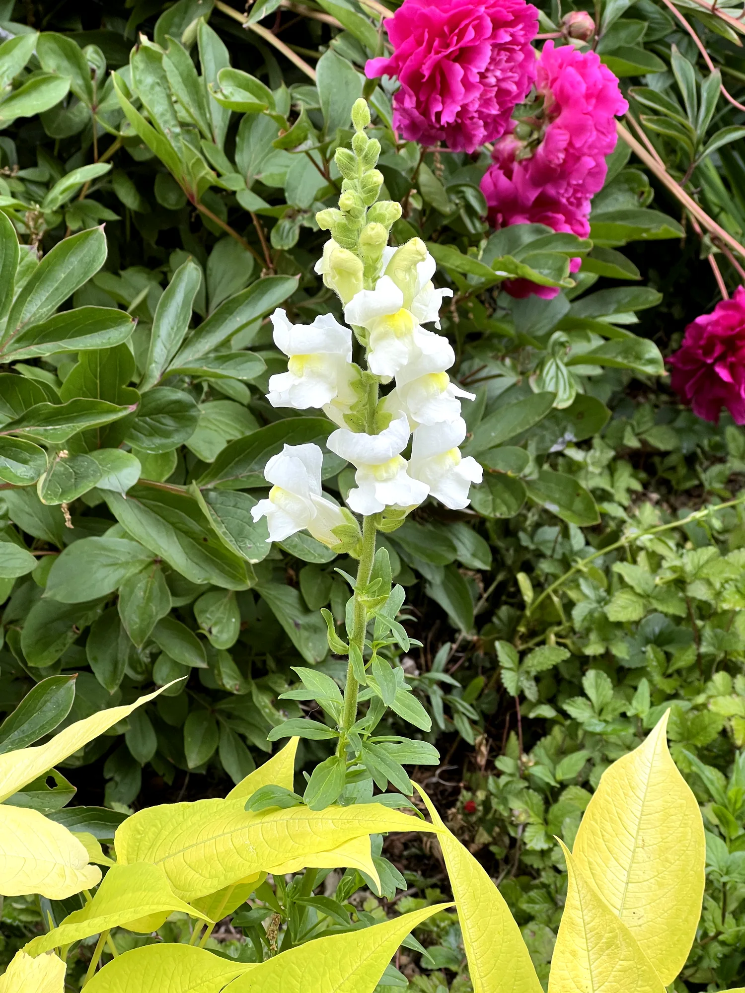 Antirrhinum majus, snapdragon — upright deciduous (Plantaginaceae) (image 1 of 13)