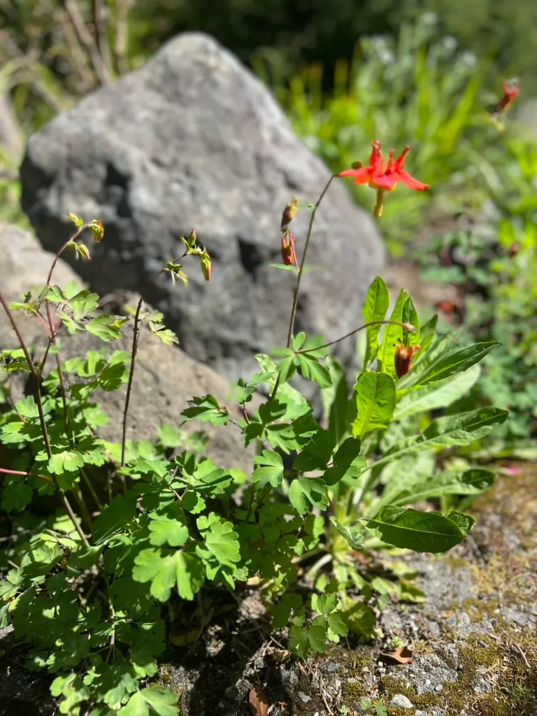 Aquilegia vulgaris, columbine