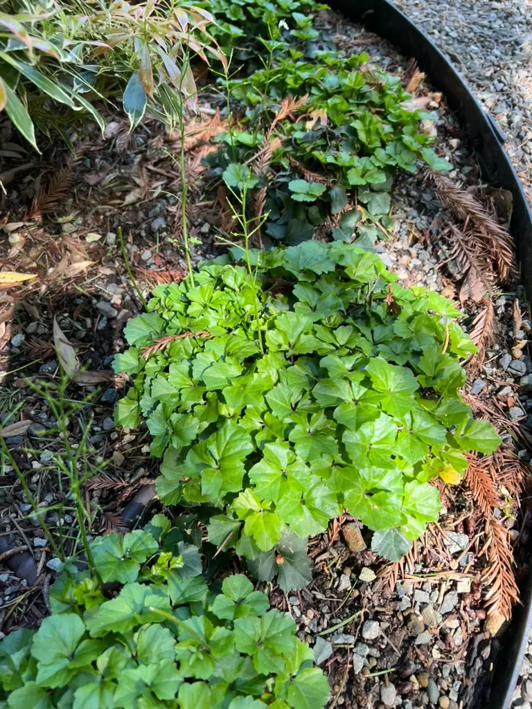 Cardamine trifolia, toothwort