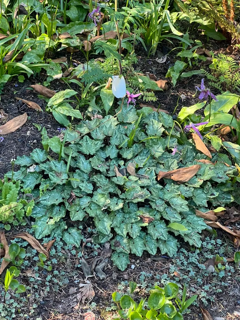 Cyclamen hederifolium, ivy-leaved cyclamen