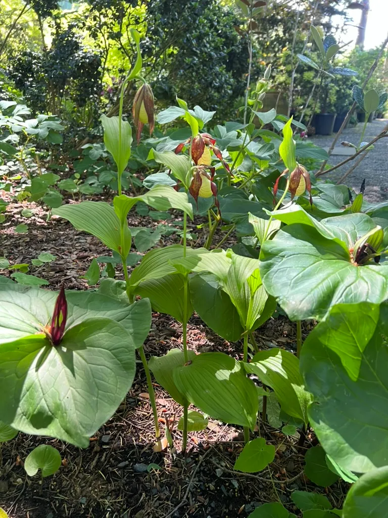 Cypripedium spp., lady's slipper