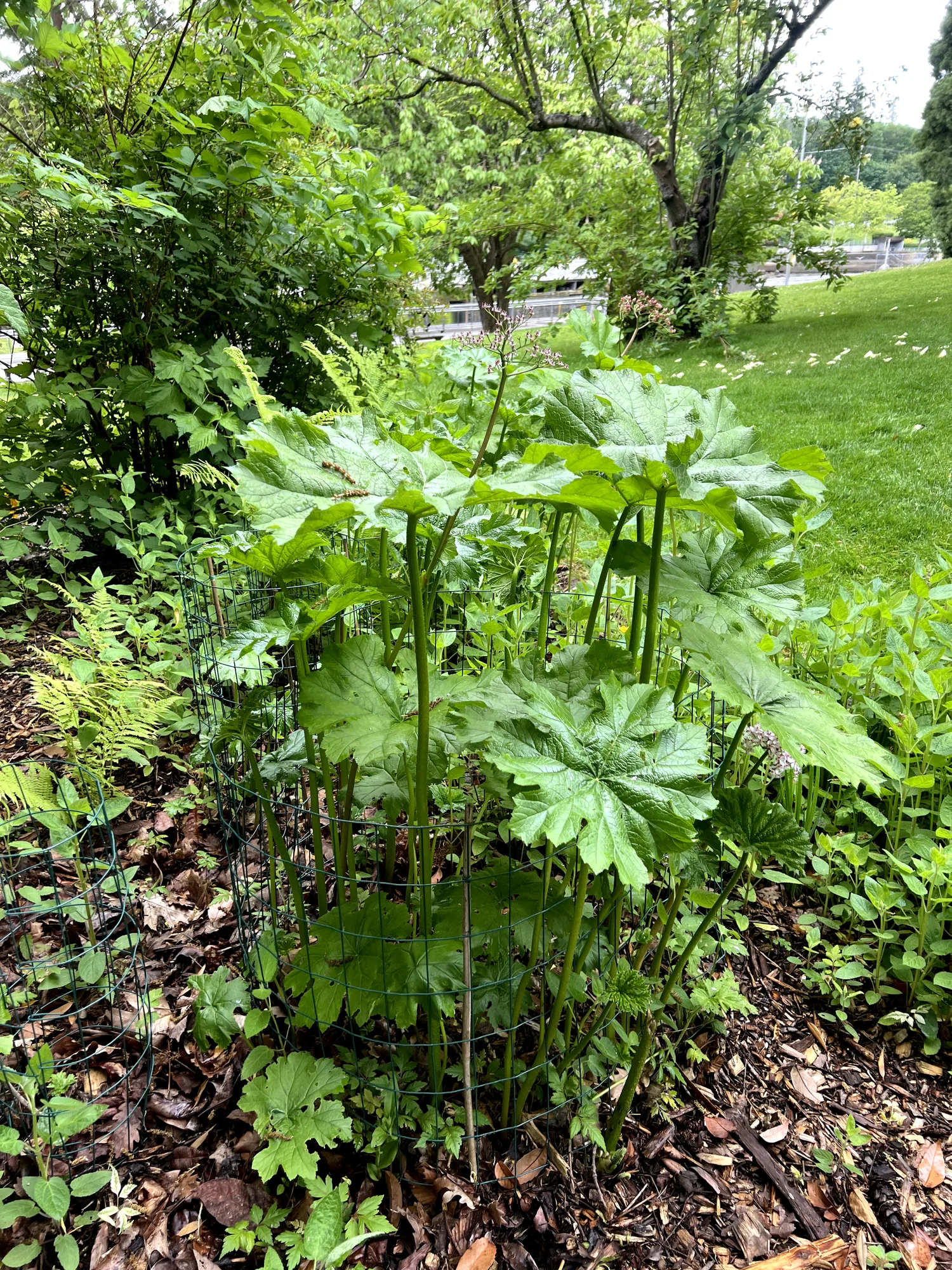 Darmera peltata, umbrella plant — spreading deciduous (Saxifragaceae) (image 4 of 16)