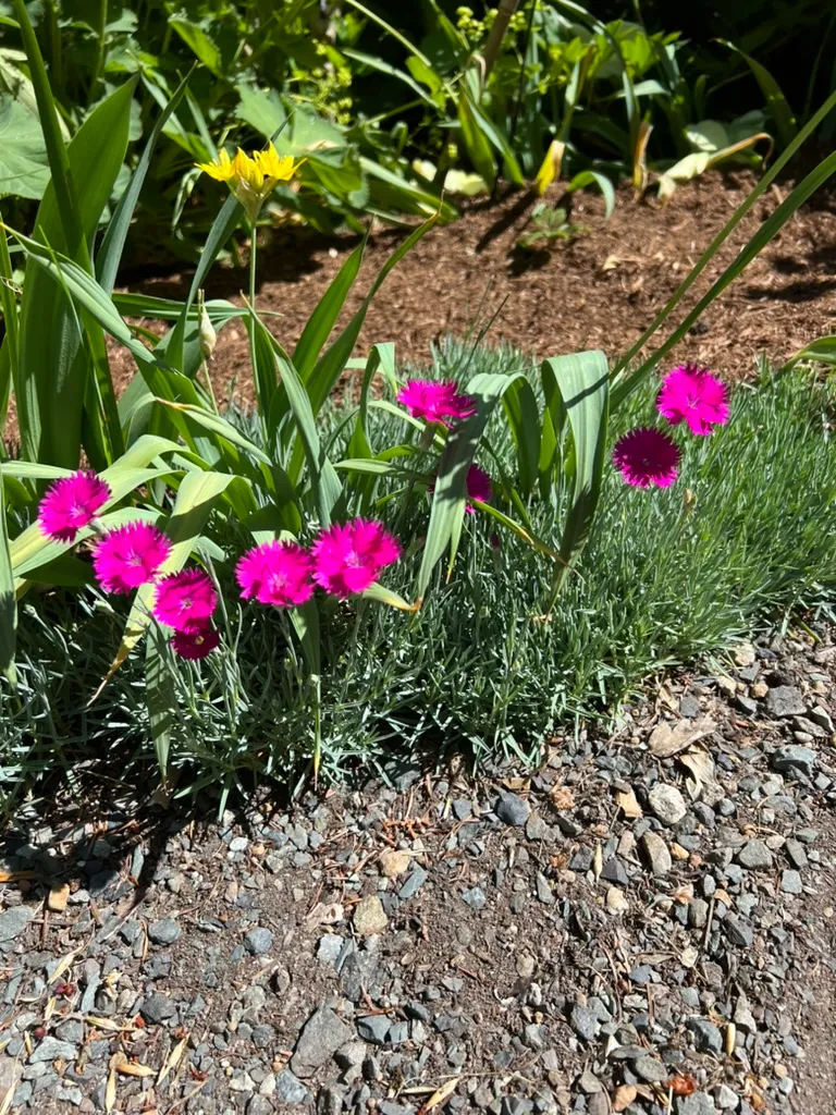 Dianthus barbatus, sweet William