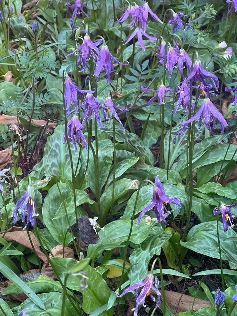 Erythronium revolutum, coast fawn lily