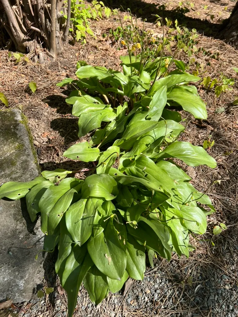 Erythronium 'Pagoda', Pagoda fawn lily