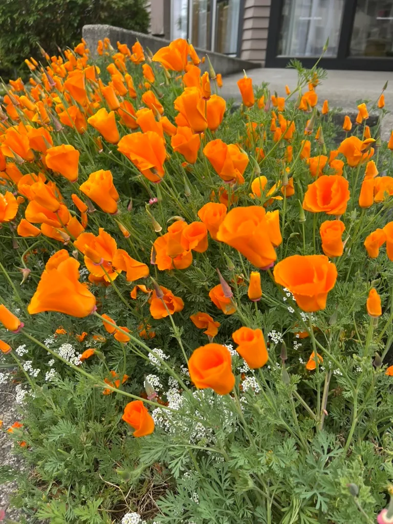 Eschscholzia californica, California poppy