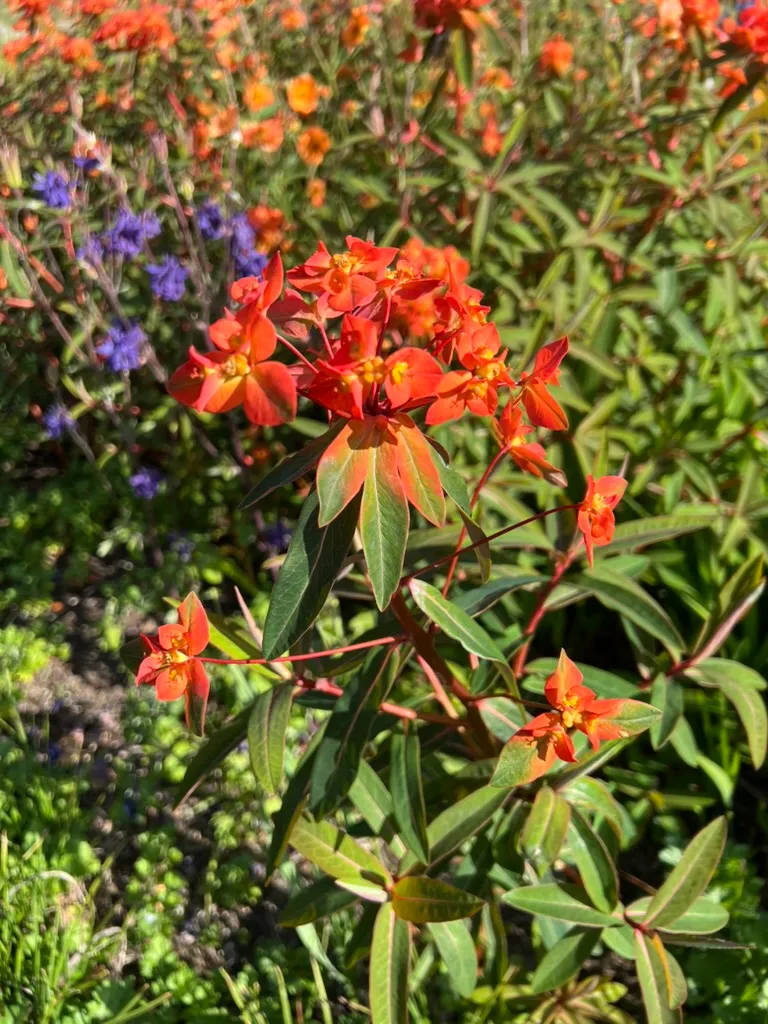 Euphorbia griffithii, orange spurge