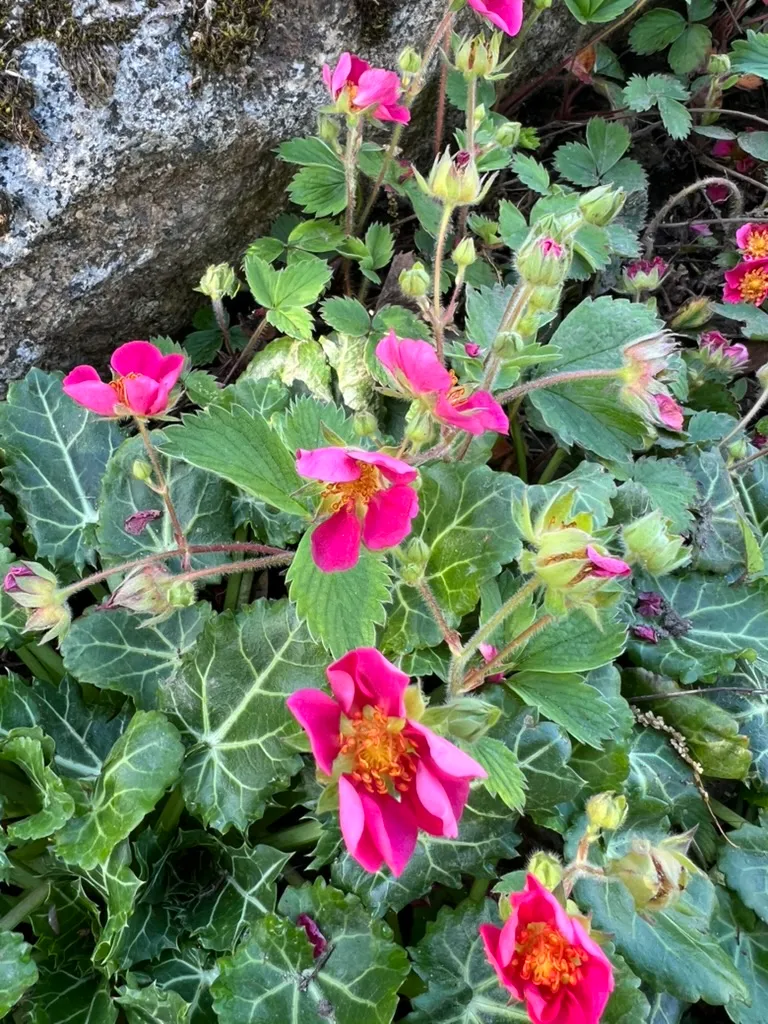 Fragaria 'Lipstick', lipstick strawberry