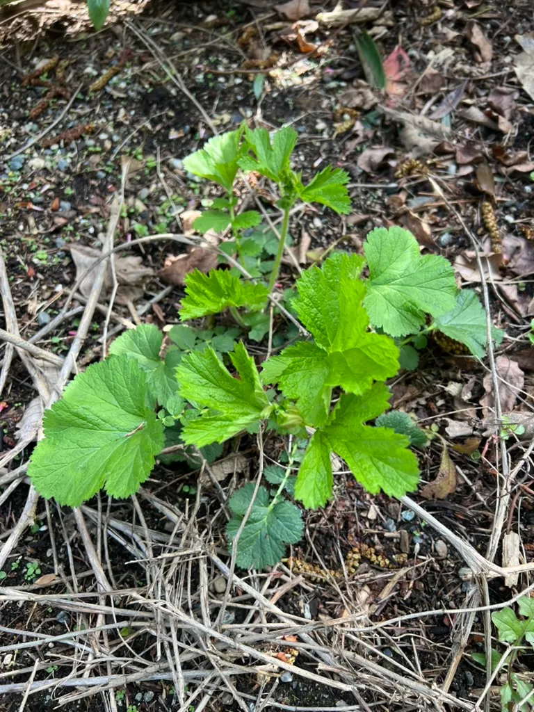 Geum ssp. 'Cocktail Collection', avens