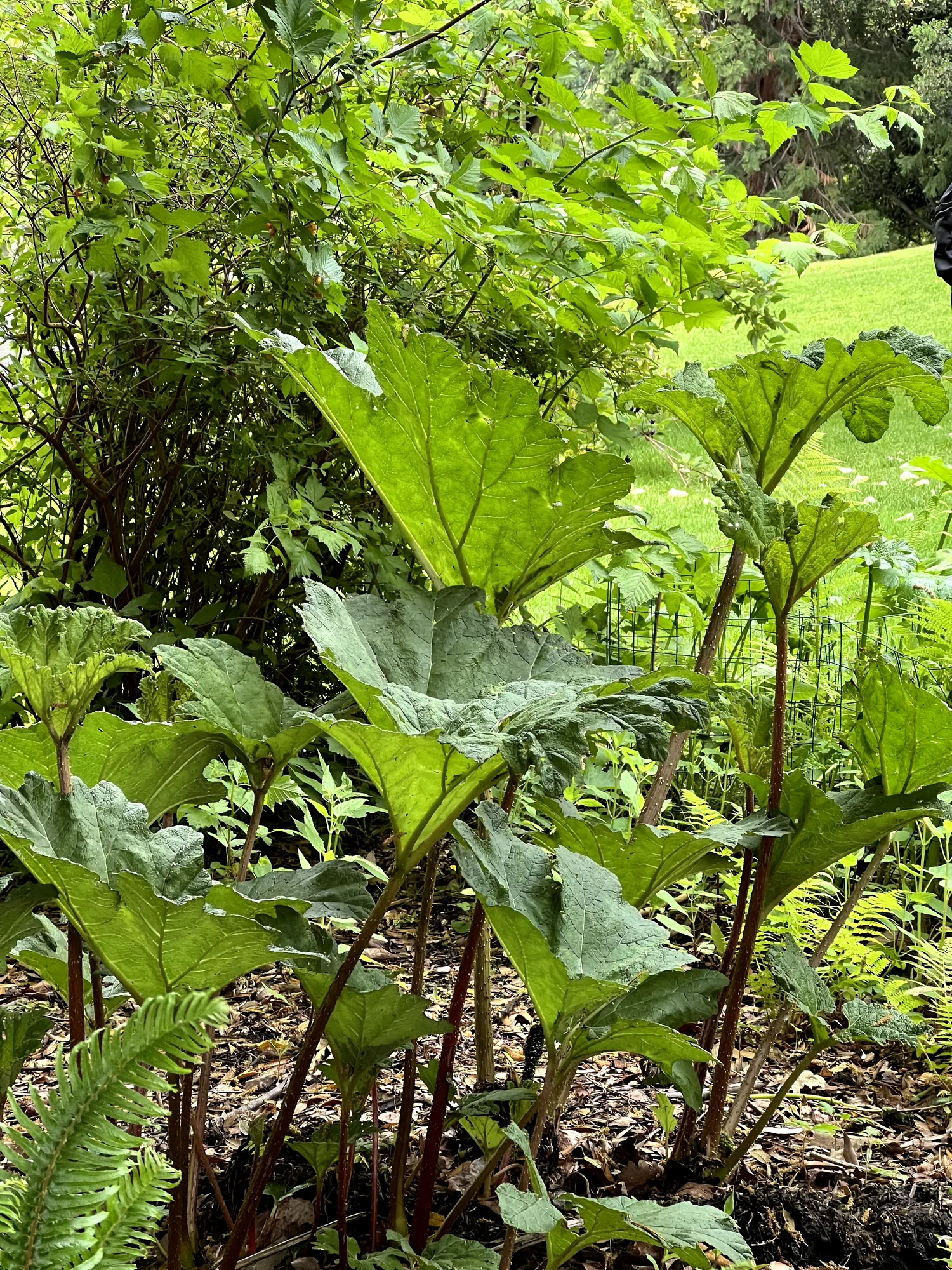 Gunnera manicata, gunnera — clumping deciduous (Gunneraceae) (image 2 of 15)
