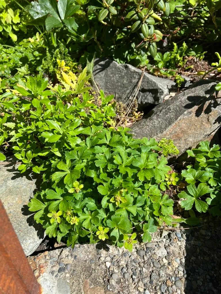 Hacquetia epipactis, hacqetia