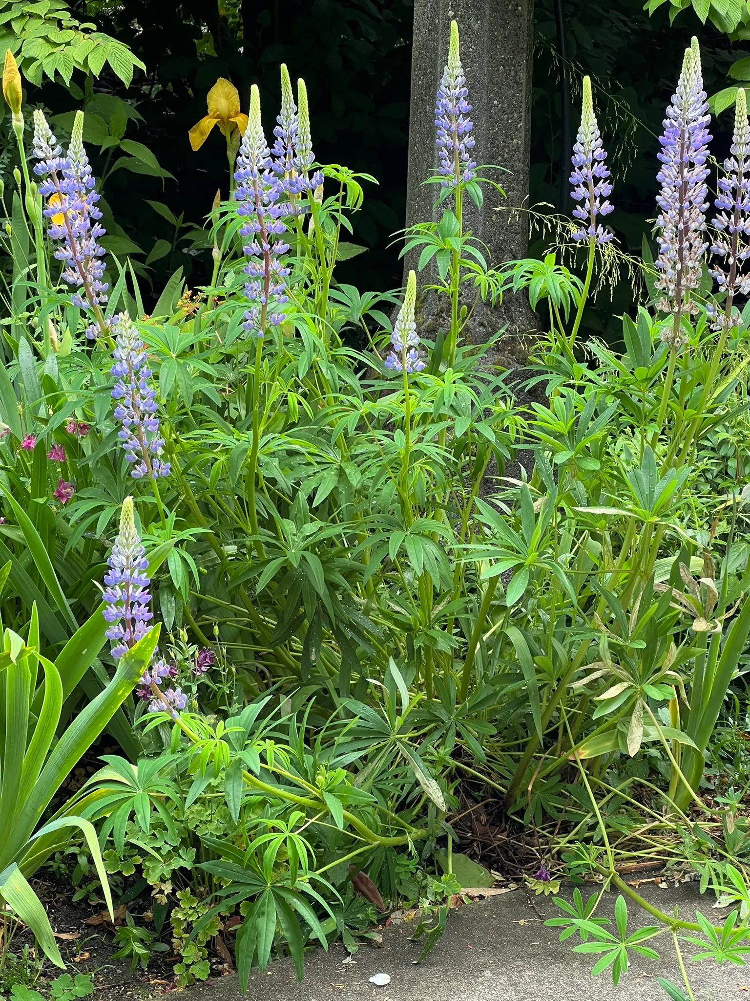 Lupinus polyphyllus hybrids, garden lupine