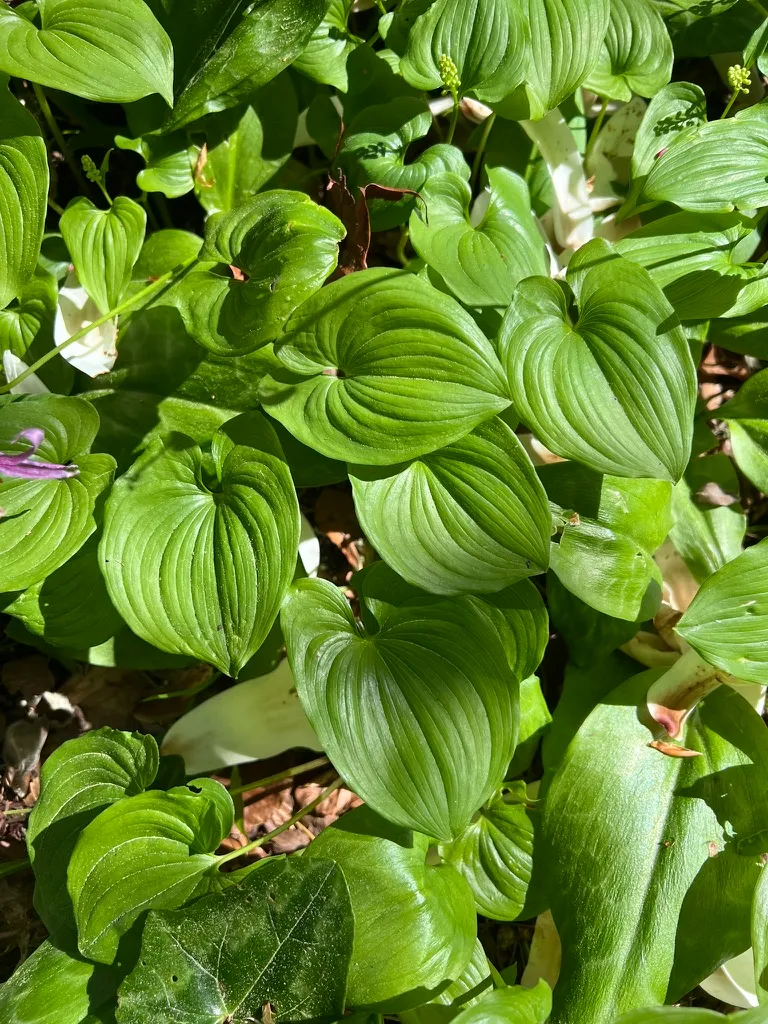 Maianthemum dilatatum, false lily of the valley