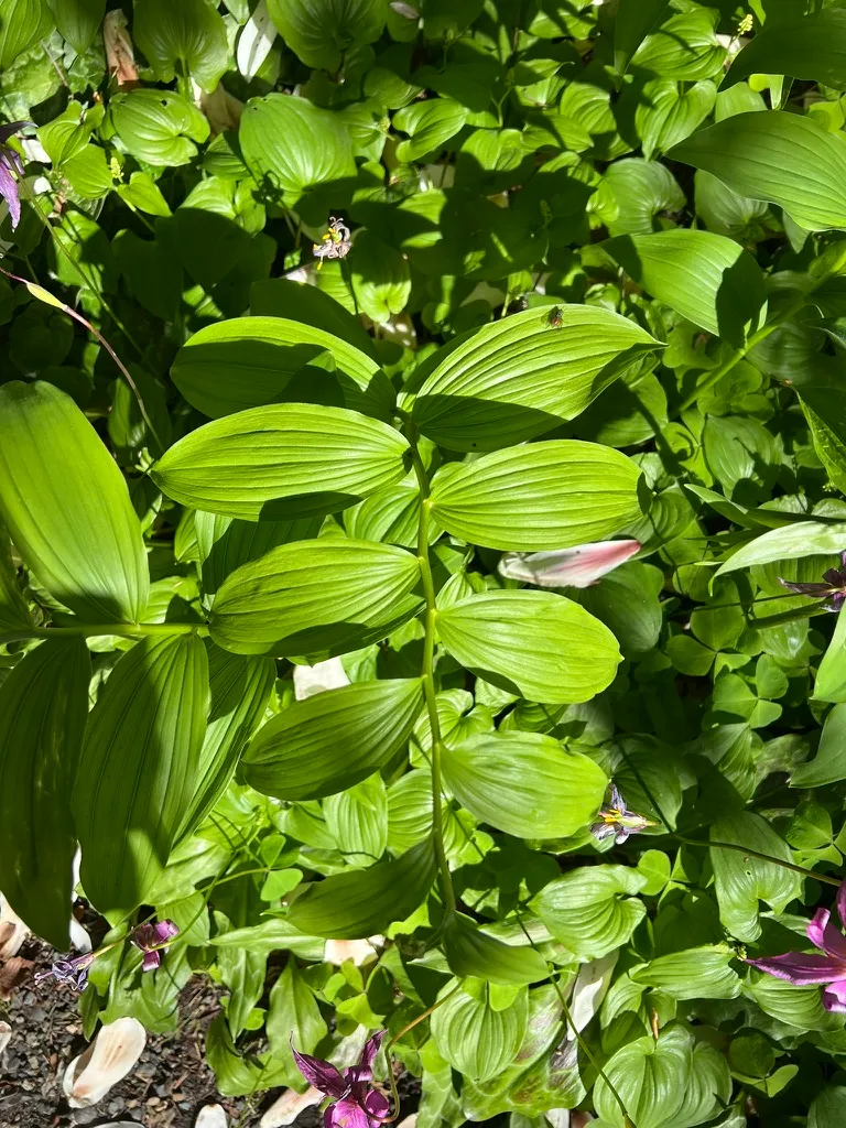 Maianthemum racemosum, false Solomon's Seal
