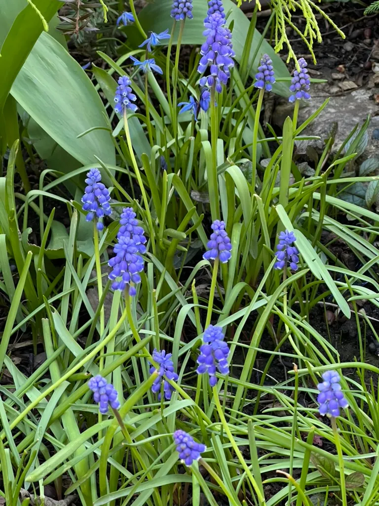 Muscari areniacum, grape hyacinth