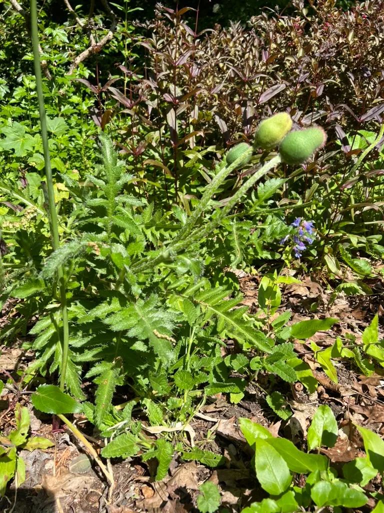 Papaver orientale, Oriental poppy