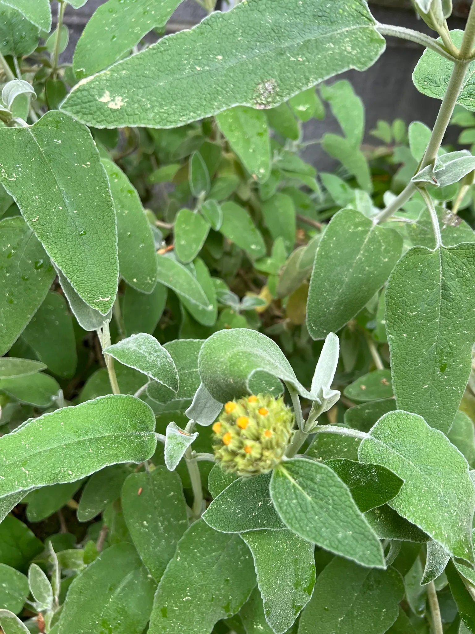 Phlomis russeliana, Jerusalem sage