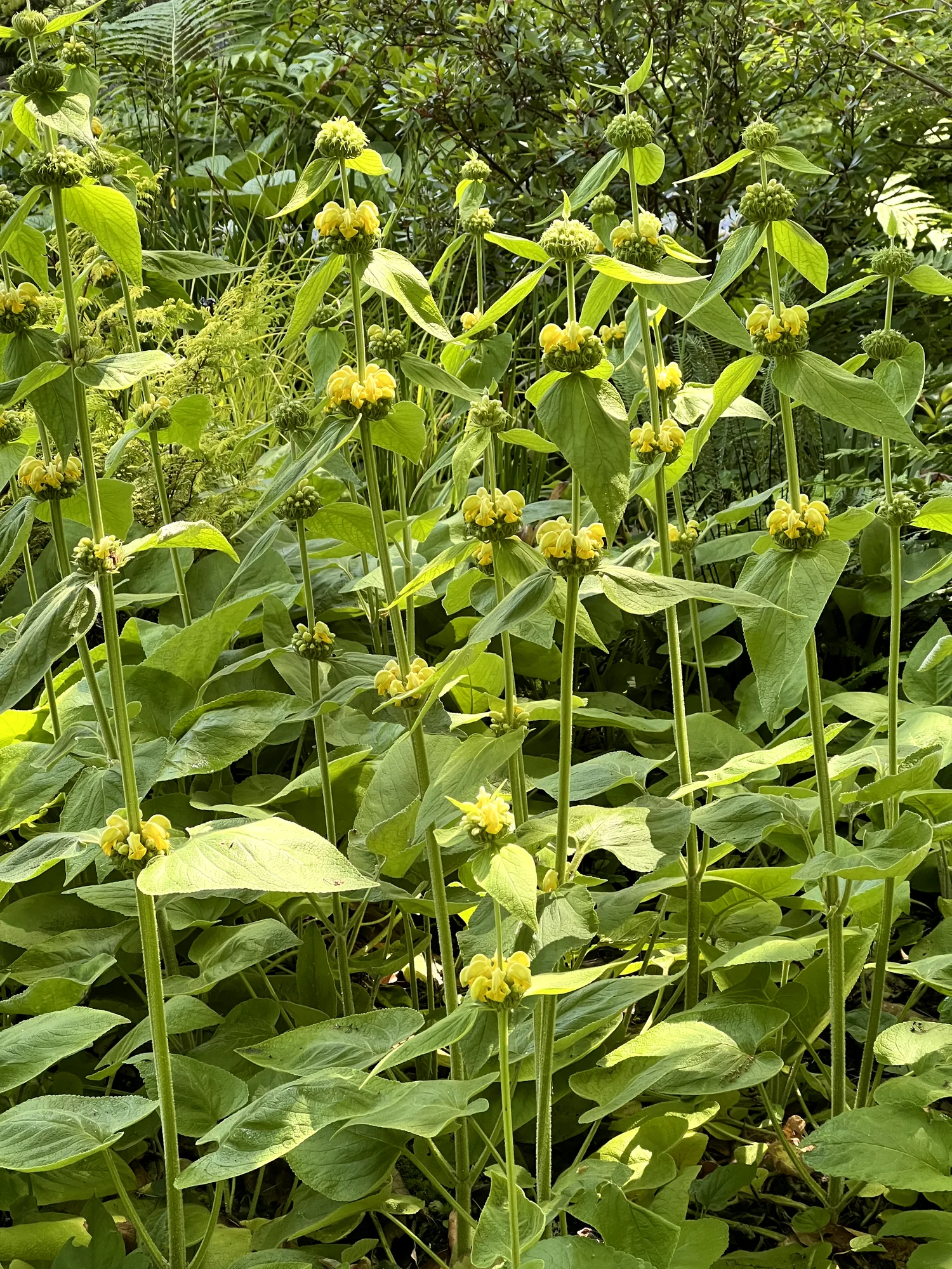 Phlomis russeliana, jerusalem sage — upright semi-evergreen (Lamiaceae) (image 2 of 22)