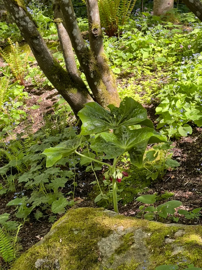 Podophyllum pleianthum, Chinese mayapple