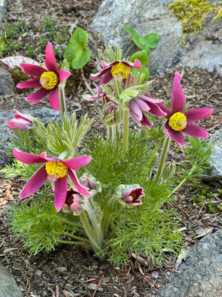 Pulsatilla vulgaris, common pasqueflower