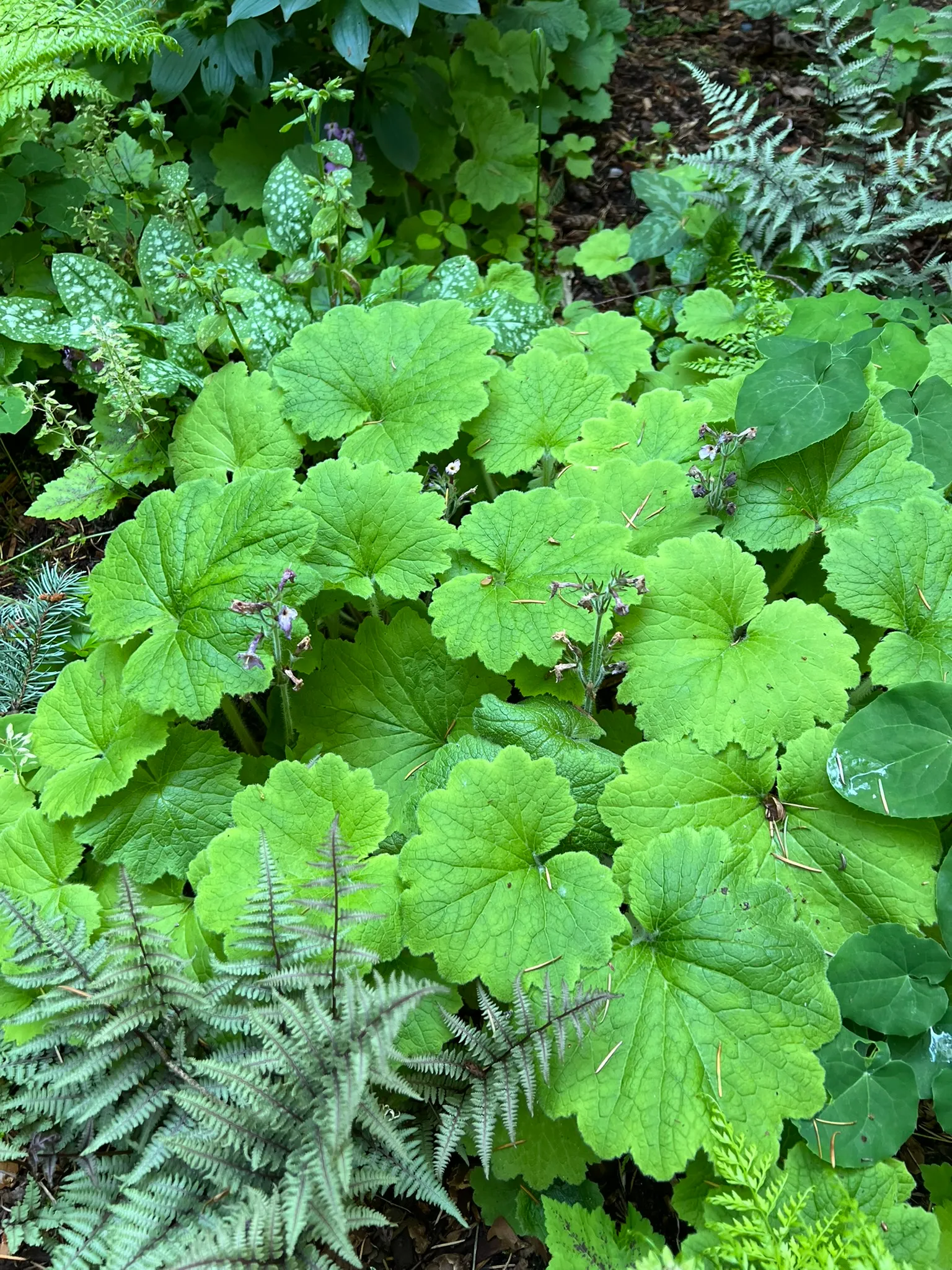 Primula kisoana, Kisan primrose
