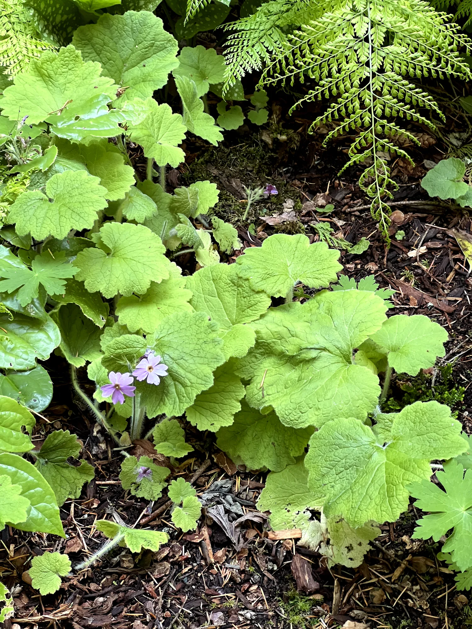 Primula kisoana, Kisan primrose — spreading deciduous (Primulaceae) (image 3 of 10)