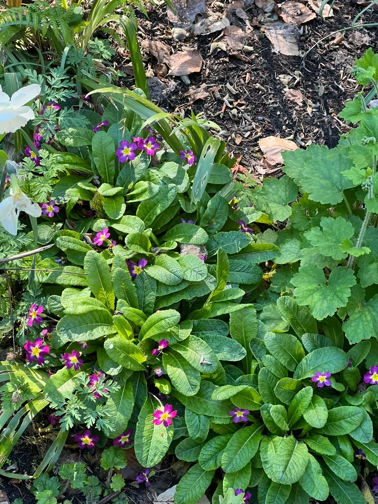 Primula x polyantha, polyanthus
