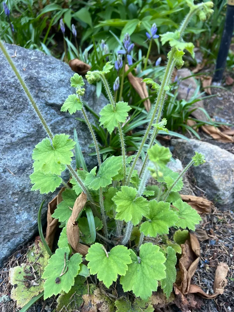 Tellima grandiflora, Fringecup
