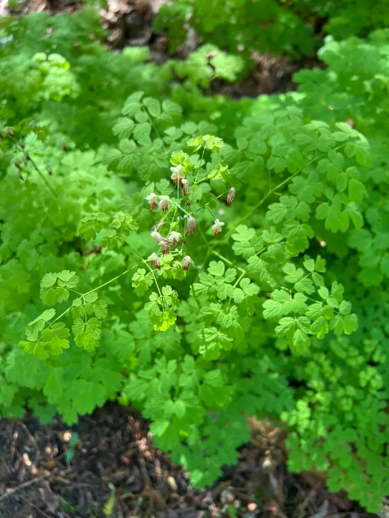 Thalictrum 'Black Stockings', Black Stockings meadow rue