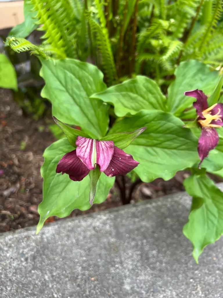 Trillium ovatum, western trillium